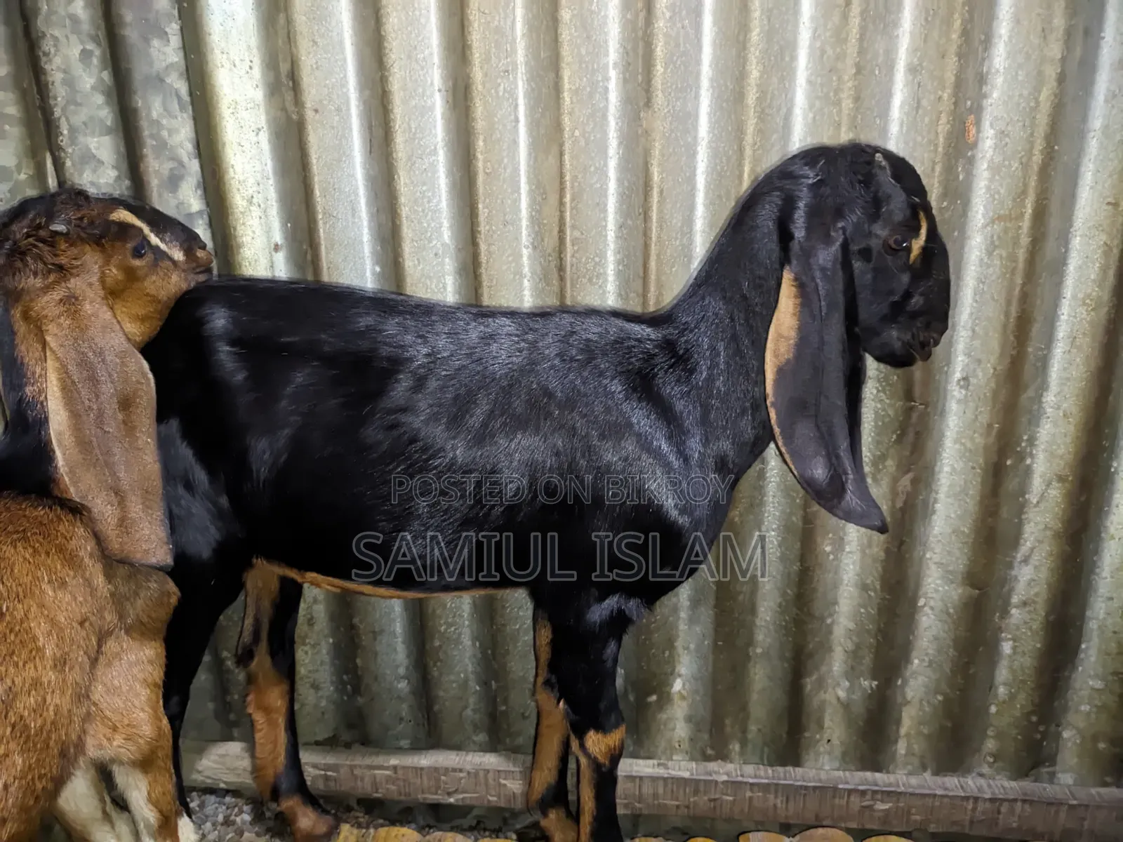Pati Goat for Sale
