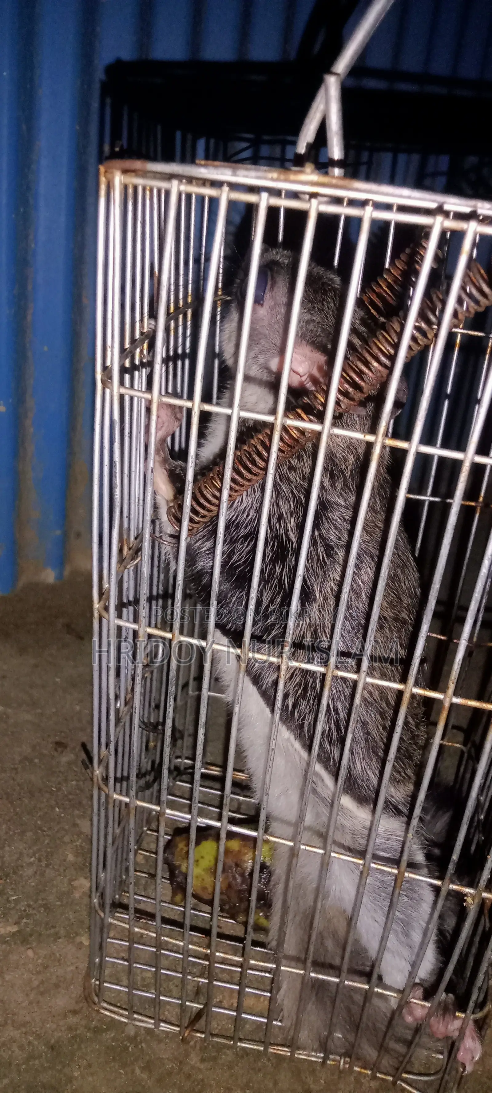 Particolored Flying Squirrel