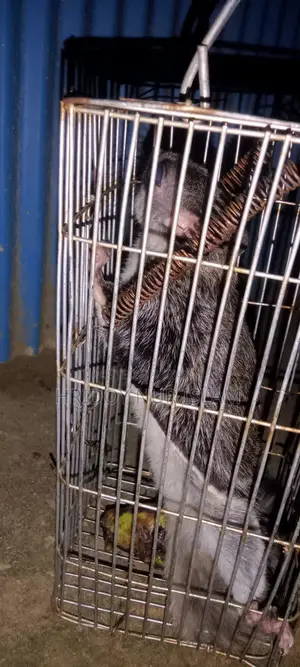 পার্টিসালার্ড ফ্লাইং স্কুইরেল
