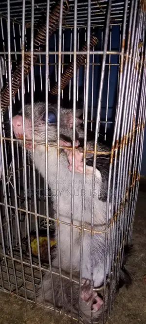 Particolored Flying Squirrel