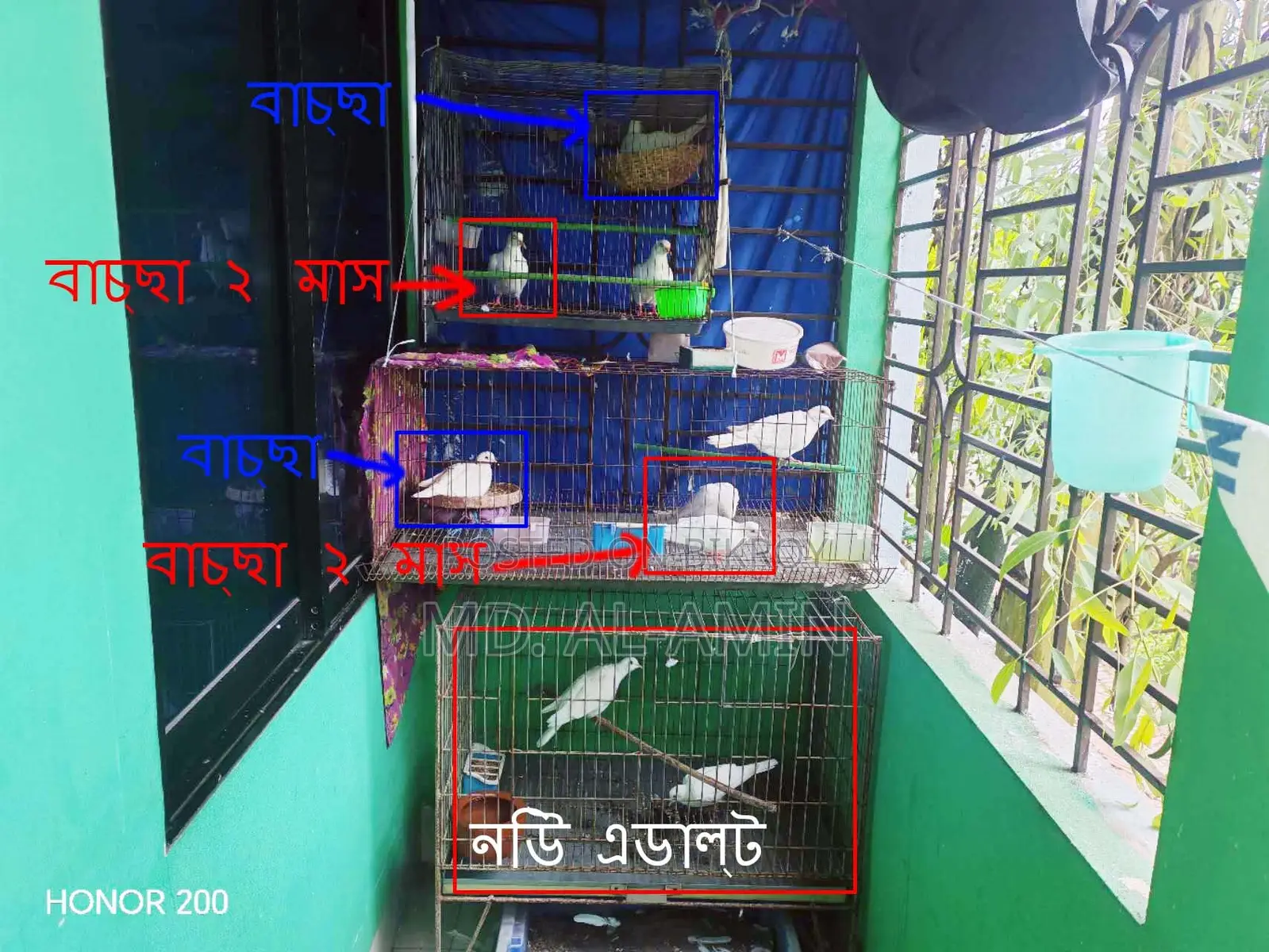 ৪ জোড়া অস্ট্রেলিয়ান সাদা ঘুঘু (ডিম বাচ্চা করা রানিং পেয়ার)