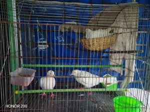৪ জোড়া অস্ট্রেলিয়ান সাদা ঘুঘু (ডিম বাচ্চা করা রানিং পেয়ার)