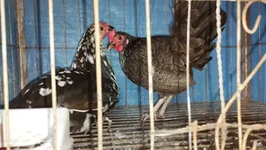 2 PCS Local Chicken