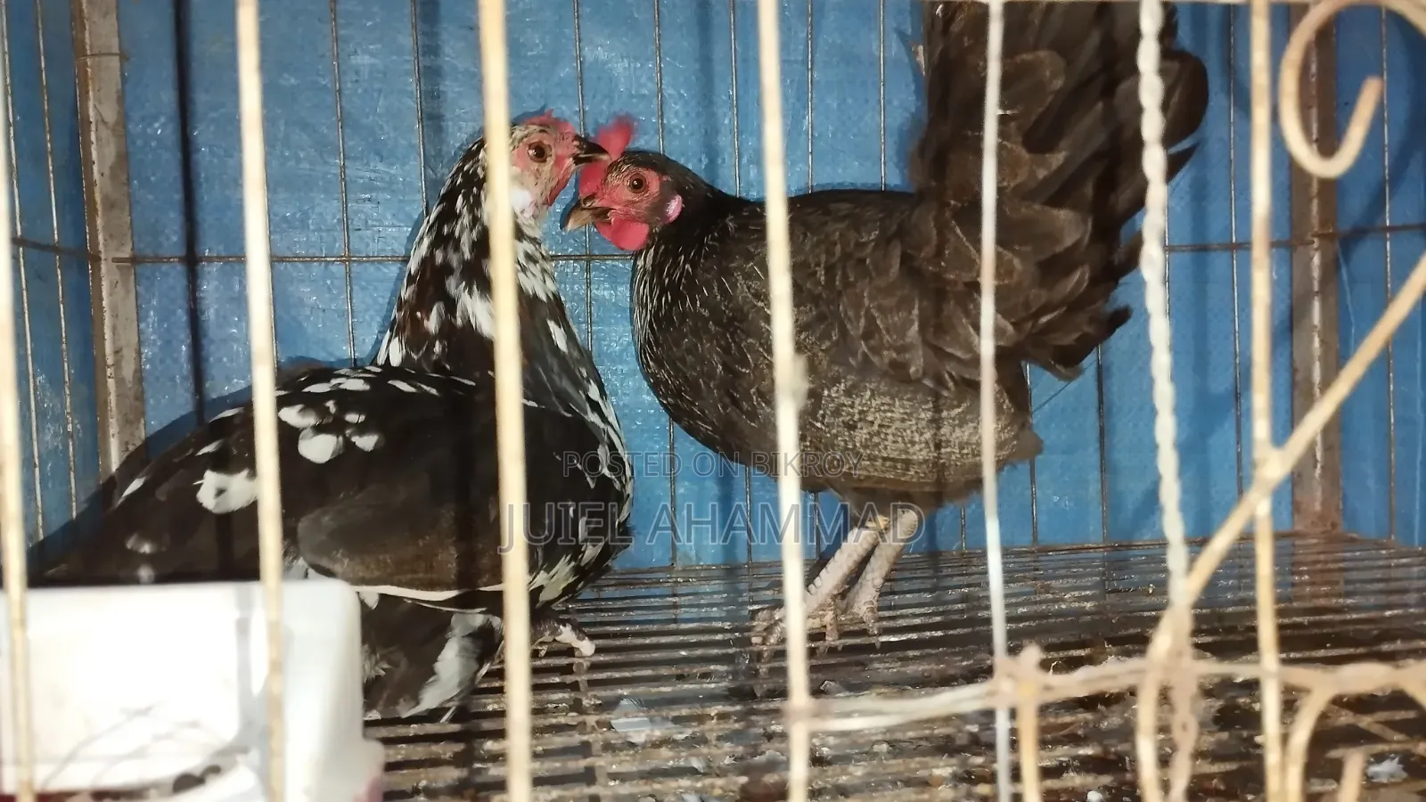 2 PCS Local Chicken