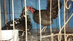2 PCS Local Chicken