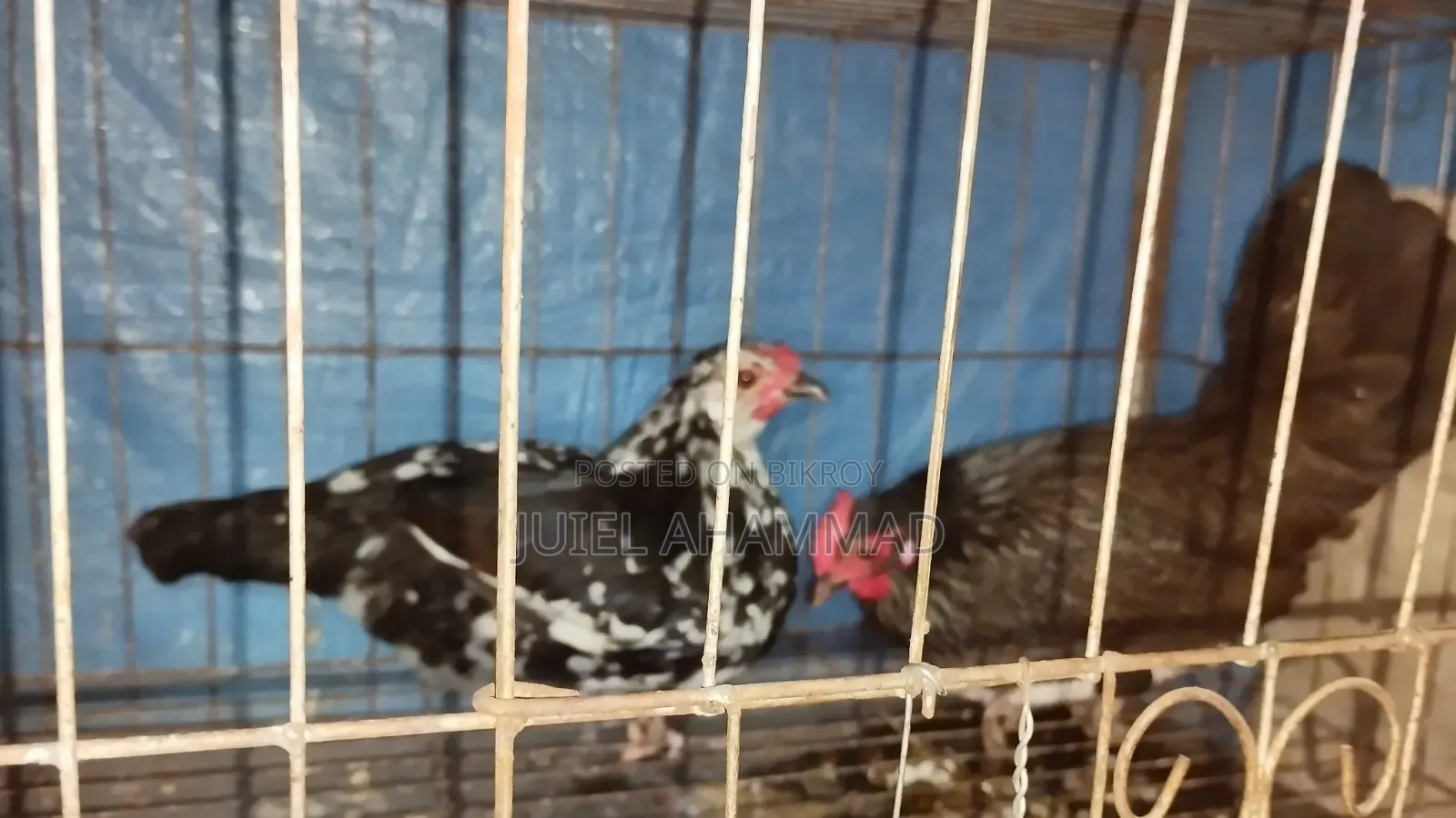 2 PCS Local Chicken