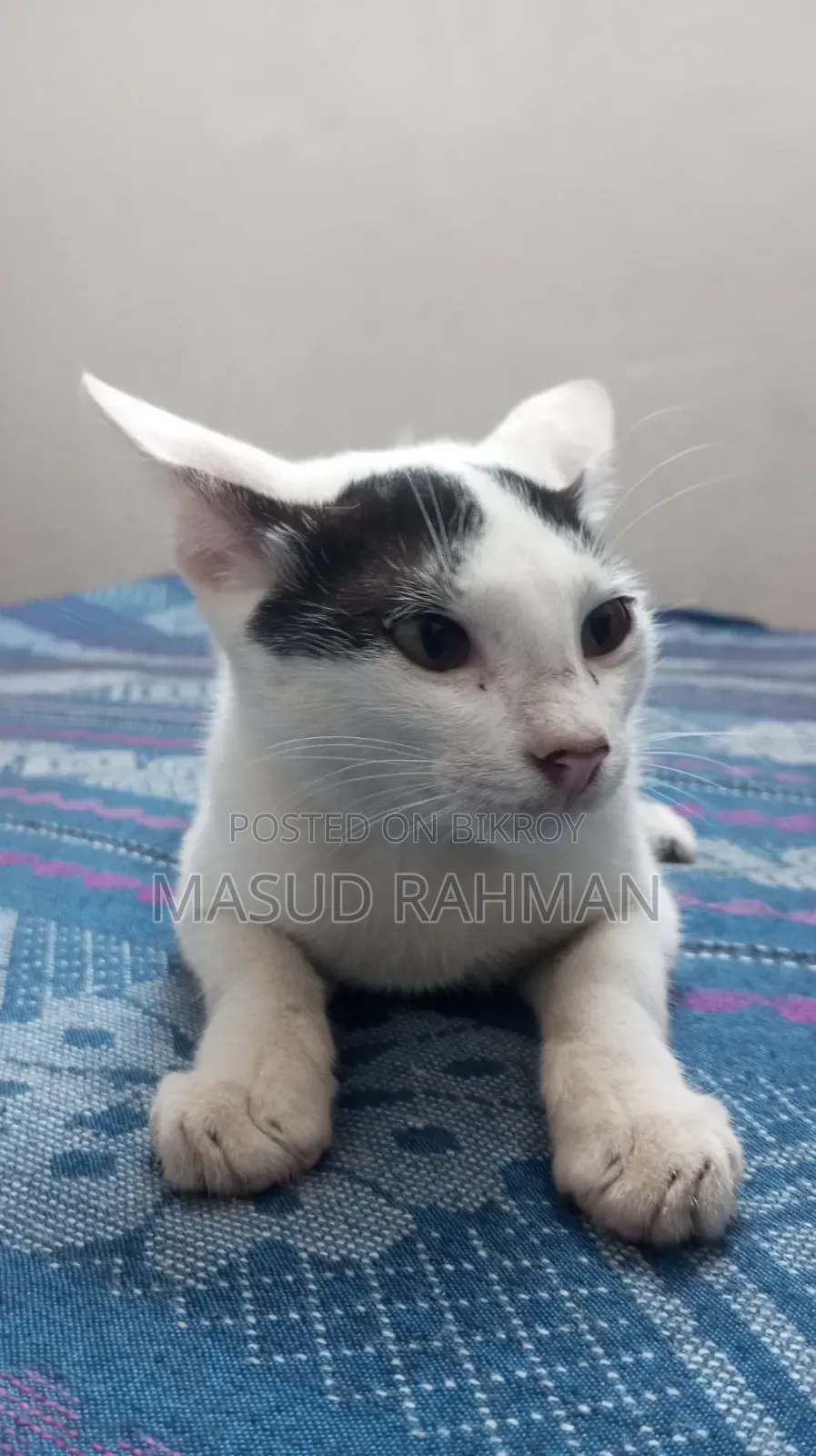 ১-৩ মাস বয়সী মেল মিক্সড ব্রিড বেঙ্গল