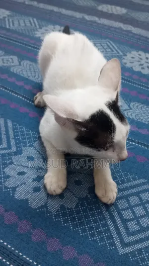 ১-৩ মাস বয়সী মেল মিক্সড ব্রিড বেঙ্গল