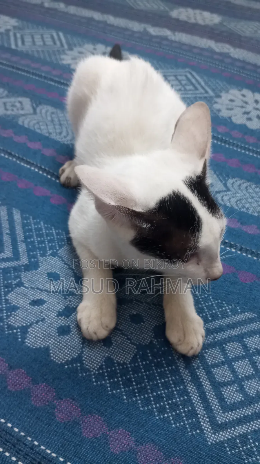 ১-৩ মাস বয়সী মেল মিক্সড ব্রিড বেঙ্গল