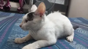 ১-৩ মাস বয়সী মেল মিক্সড ব্রিড বেঙ্গল
