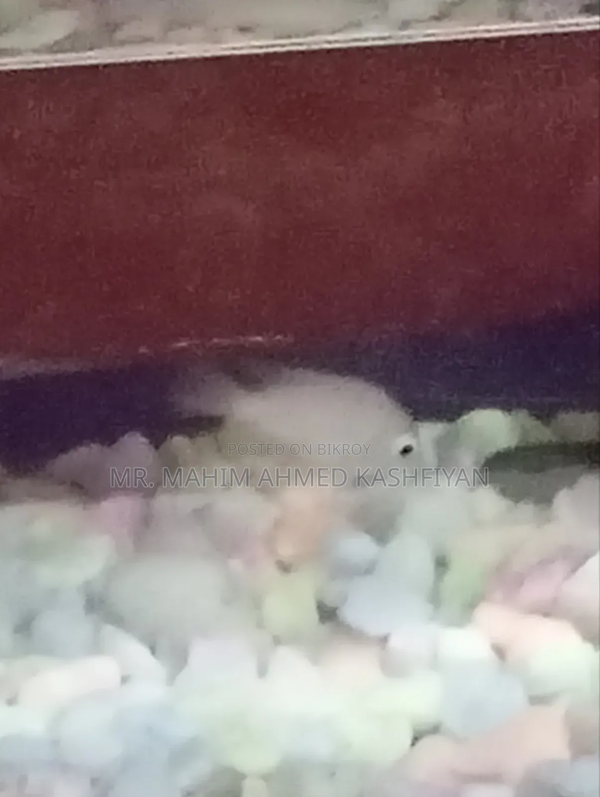 Molly fish will be sold