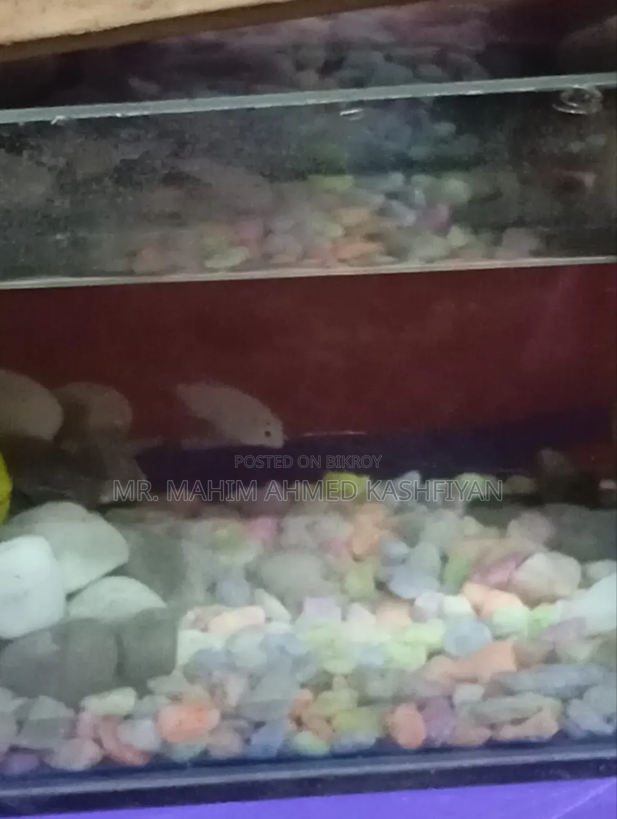 Molly fish will be sold
