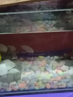 Molly fish will be sold