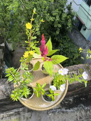 ৫ ধরনের গাছ