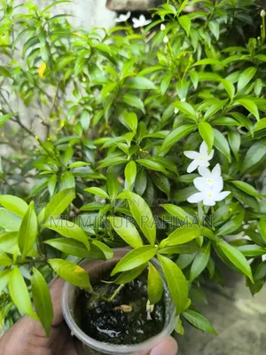 ৫ ধরনের গাছ