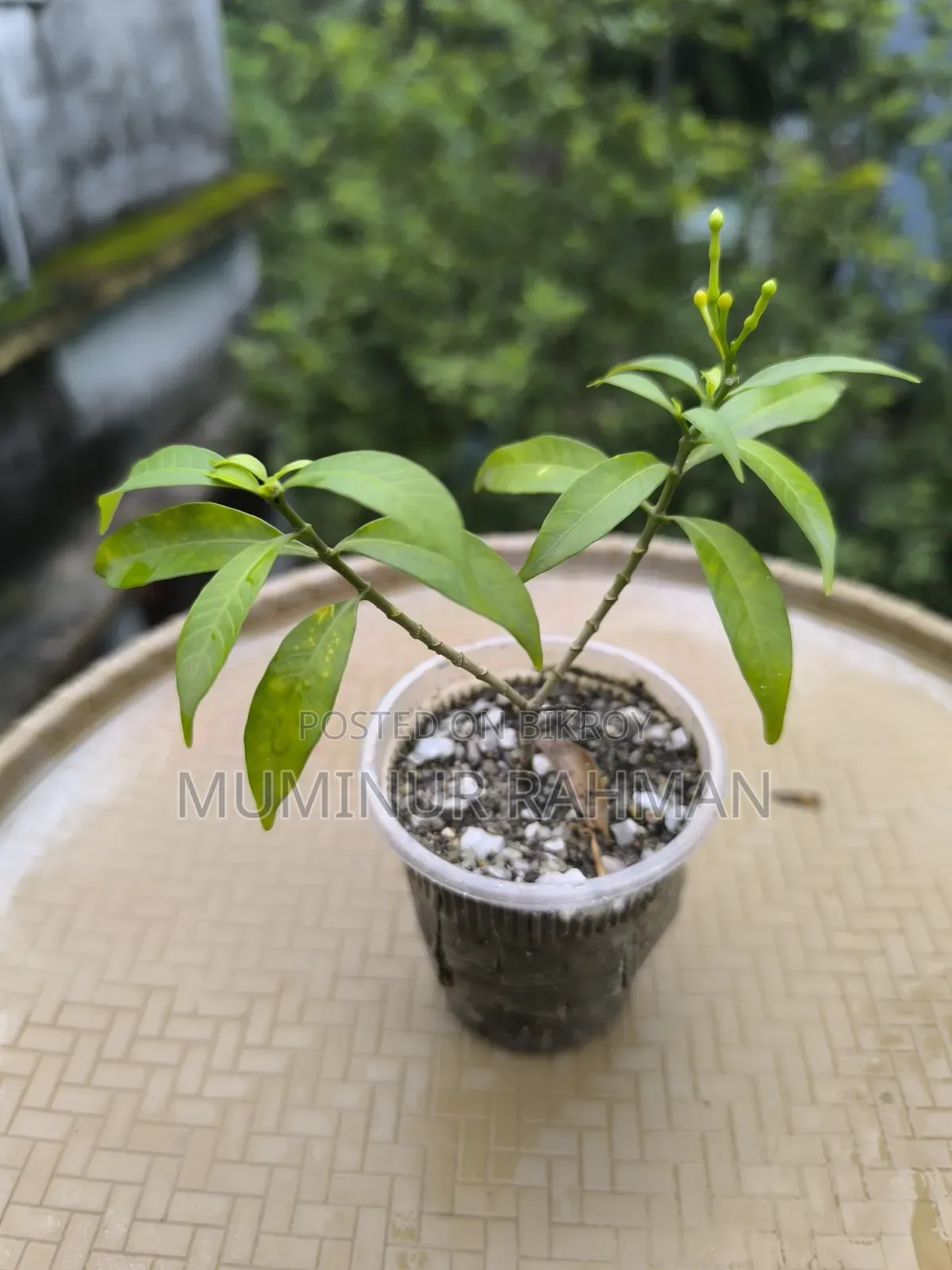 ৫ ধরনের গাছ
