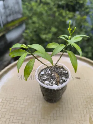 ৫ ধরনের গাছ