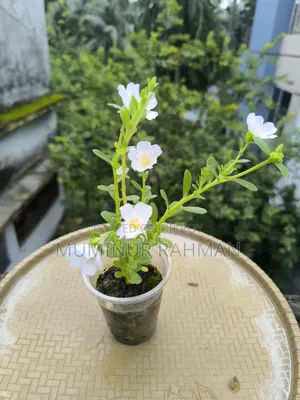 ৫ ধরনের গাছ