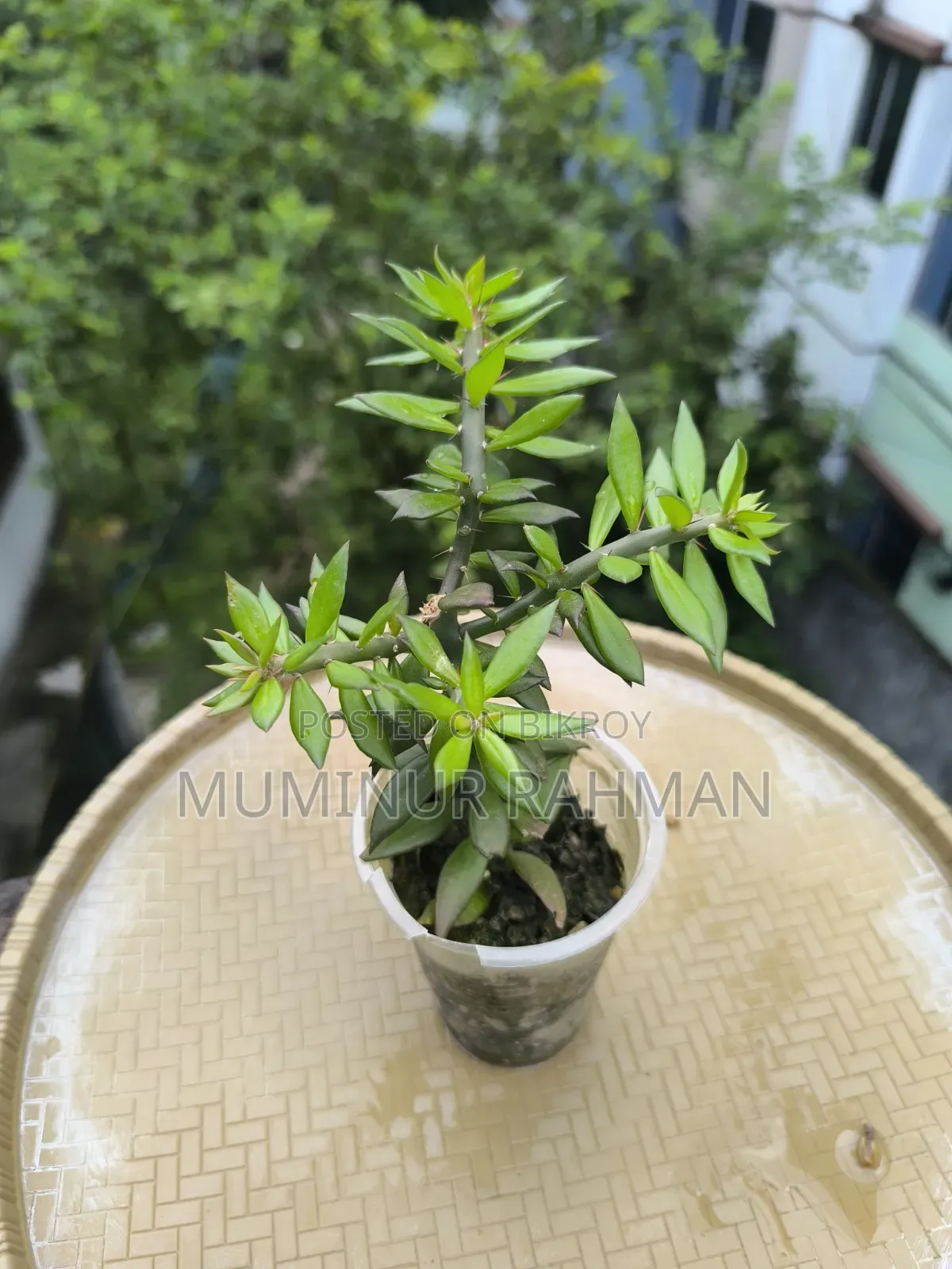 ৫ ধরনের গাছ