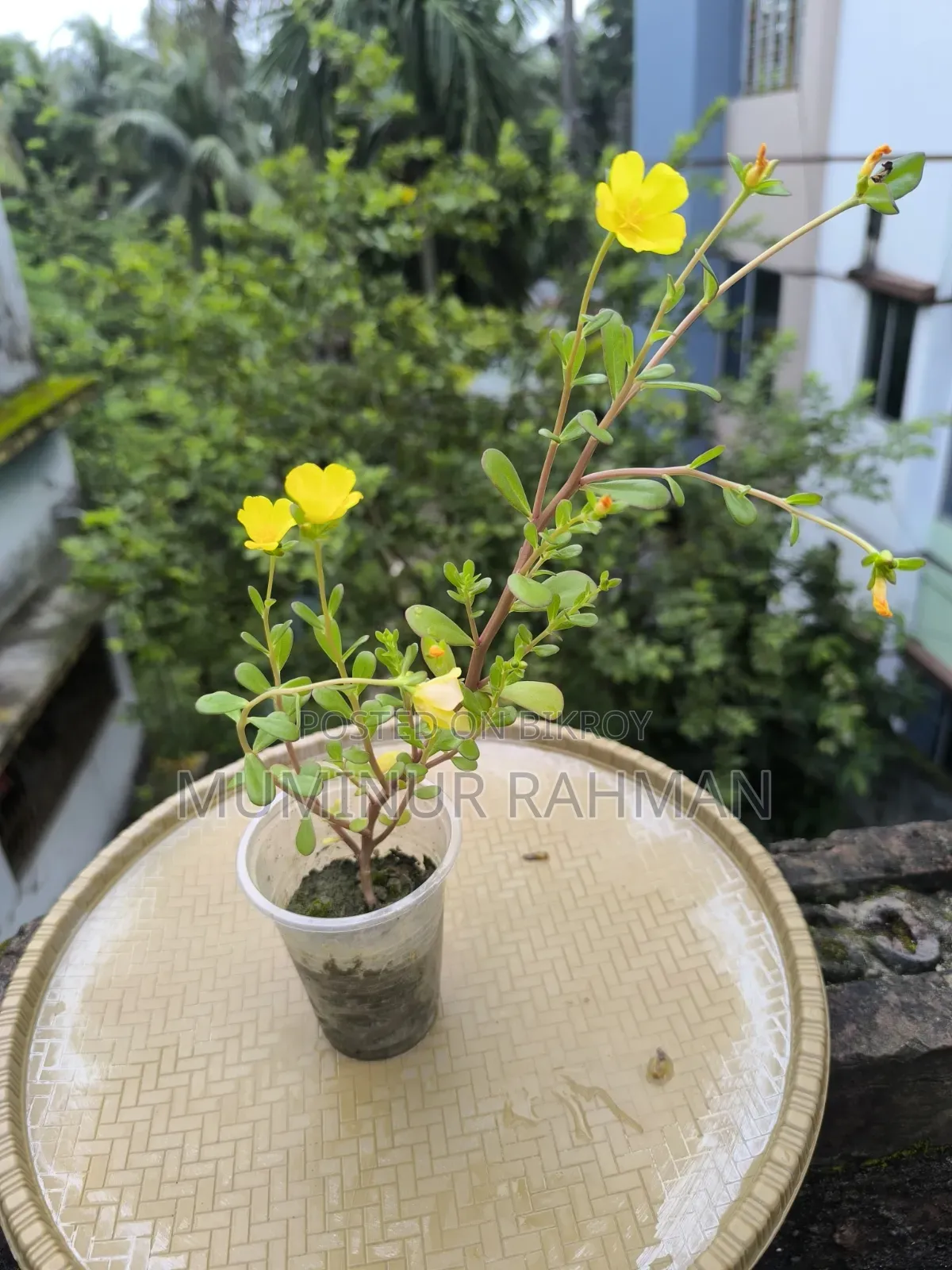 ৫ ধরনের গাছ