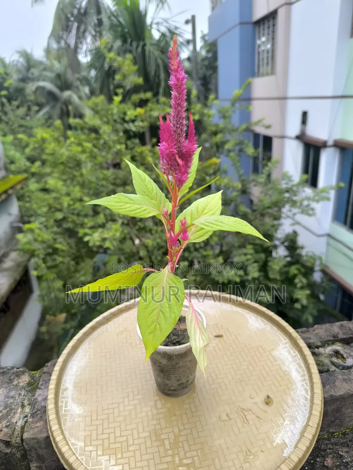 ৫ ধরনের গাছ