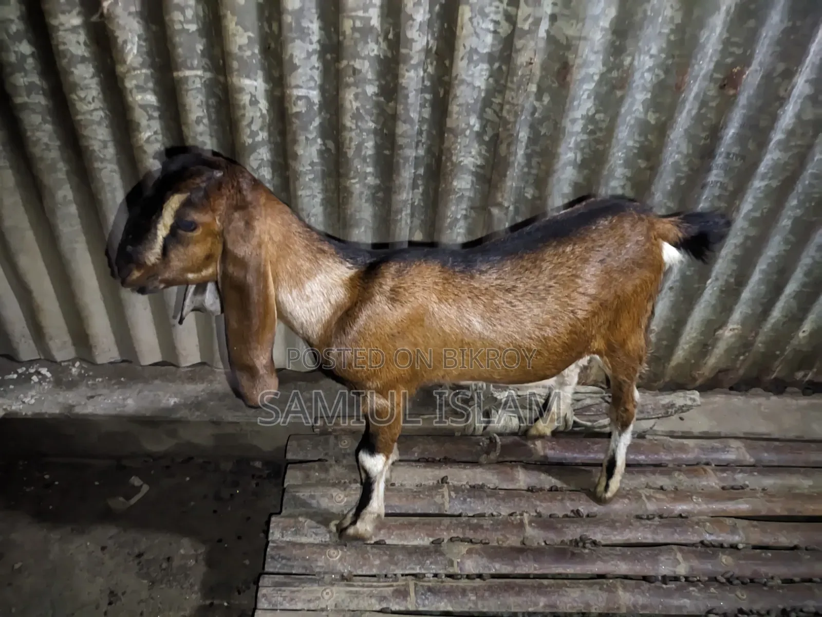 Pati Goat for Sale