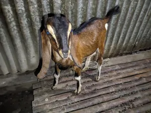 Pati Goat for Sale