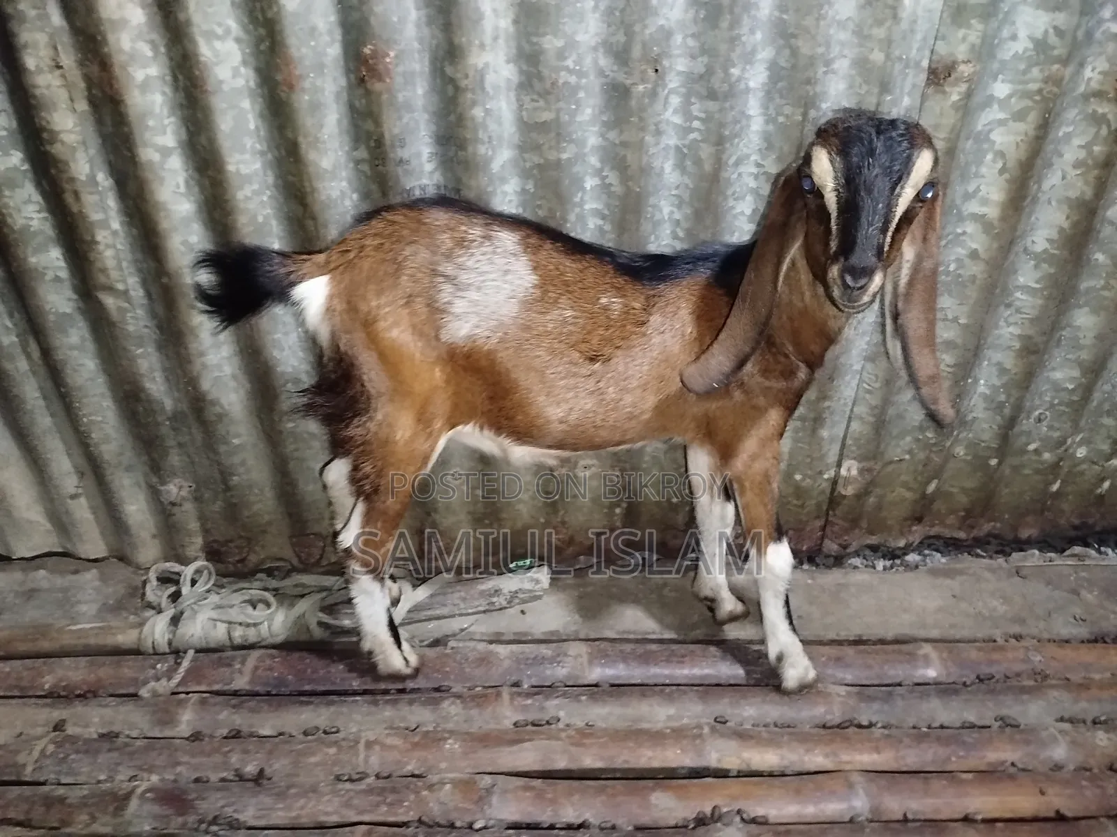 Pati Goat for Sale