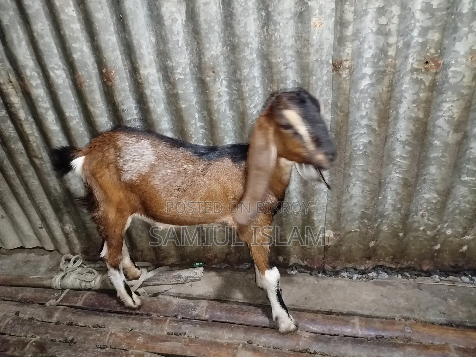 Pati Goat for Sale