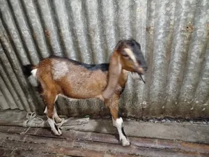 Pati Goat for Sale