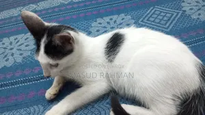১-৩ মাস বয়সী পুরুষ মিক্সড ব্রিড বেঙ্গল বিড়াল