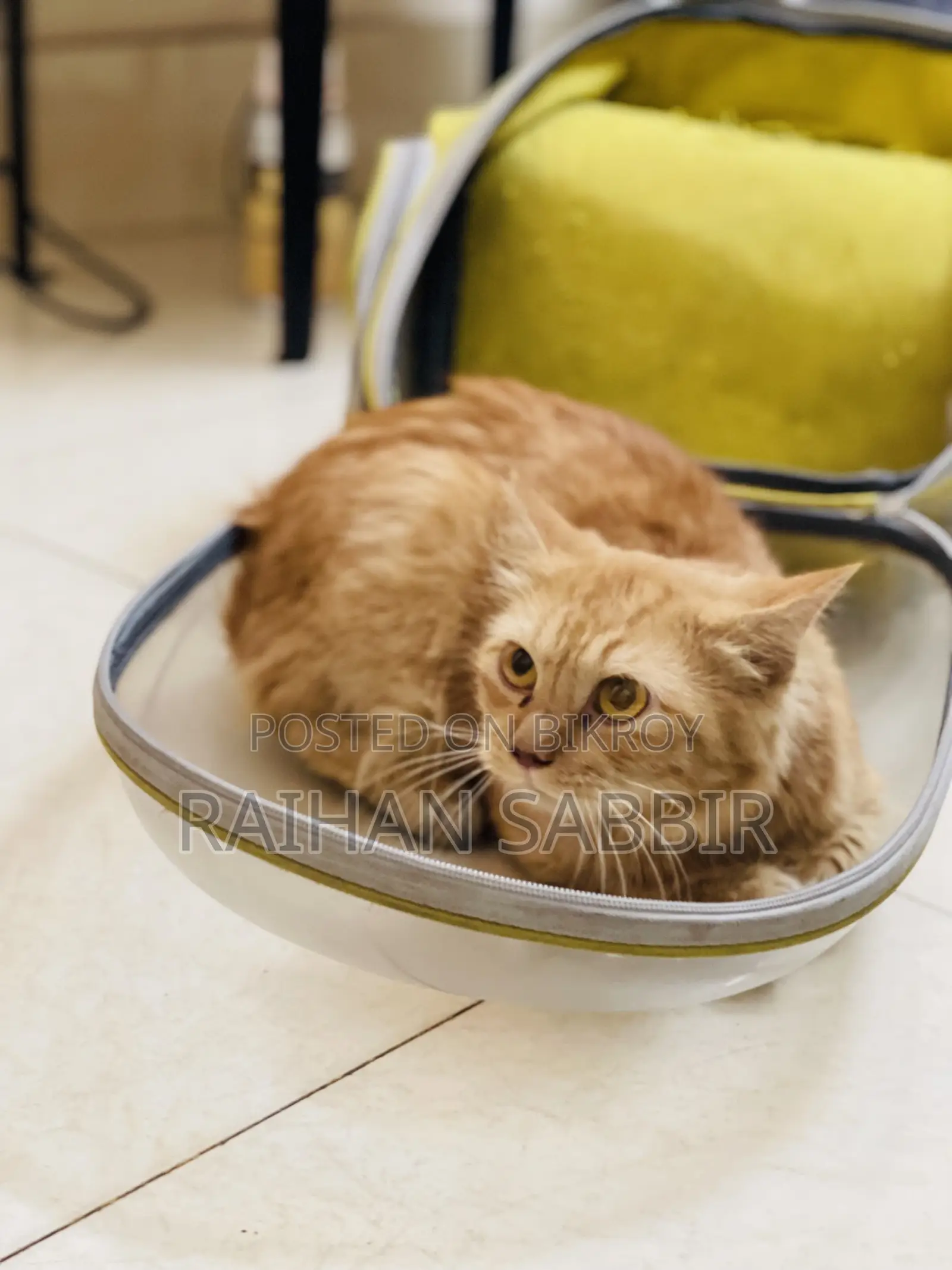 3-6 Months Male Purebred Persian