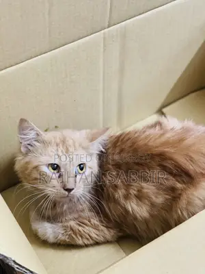 3-6 Months Male Purebred Persian