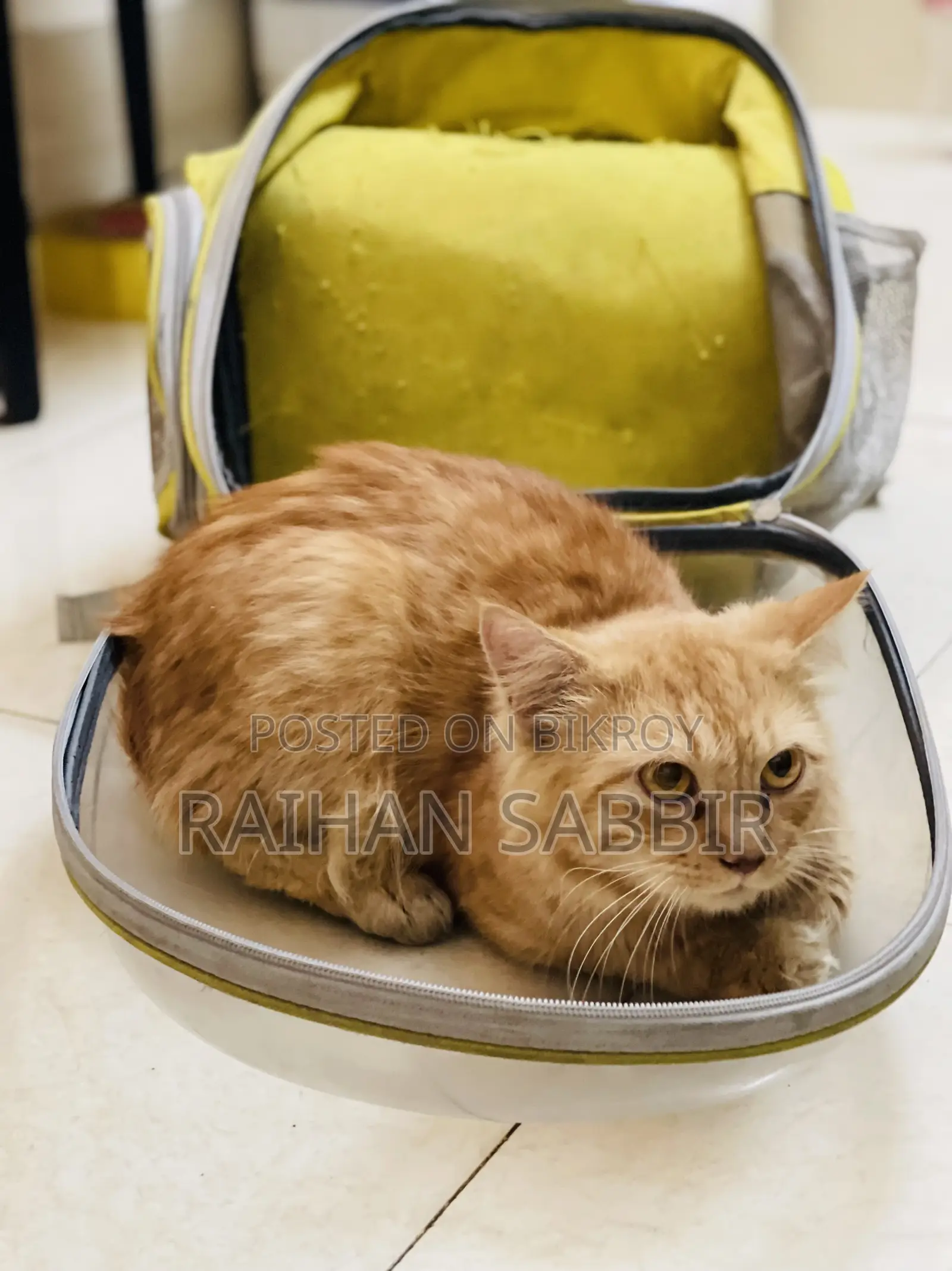3-6 Months Male Purebred Persian