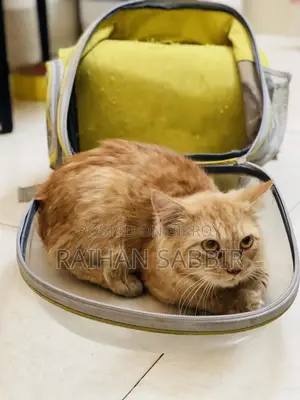 3-6 Months Male Purebred Persian