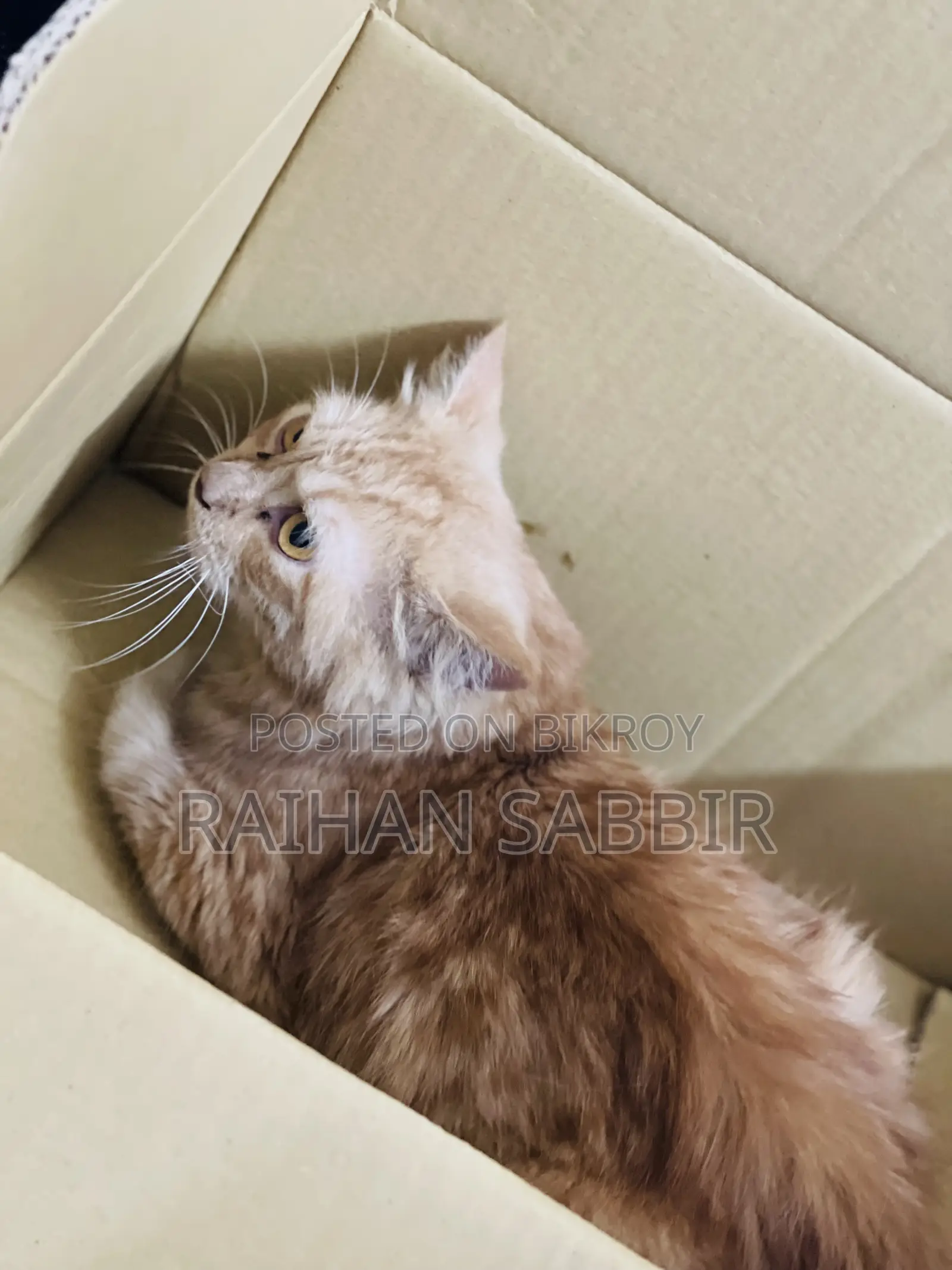 3-6 Months Male Purebred Persian