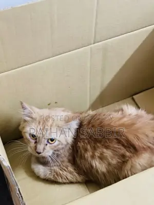 3-6 Months Male Purebred Persian