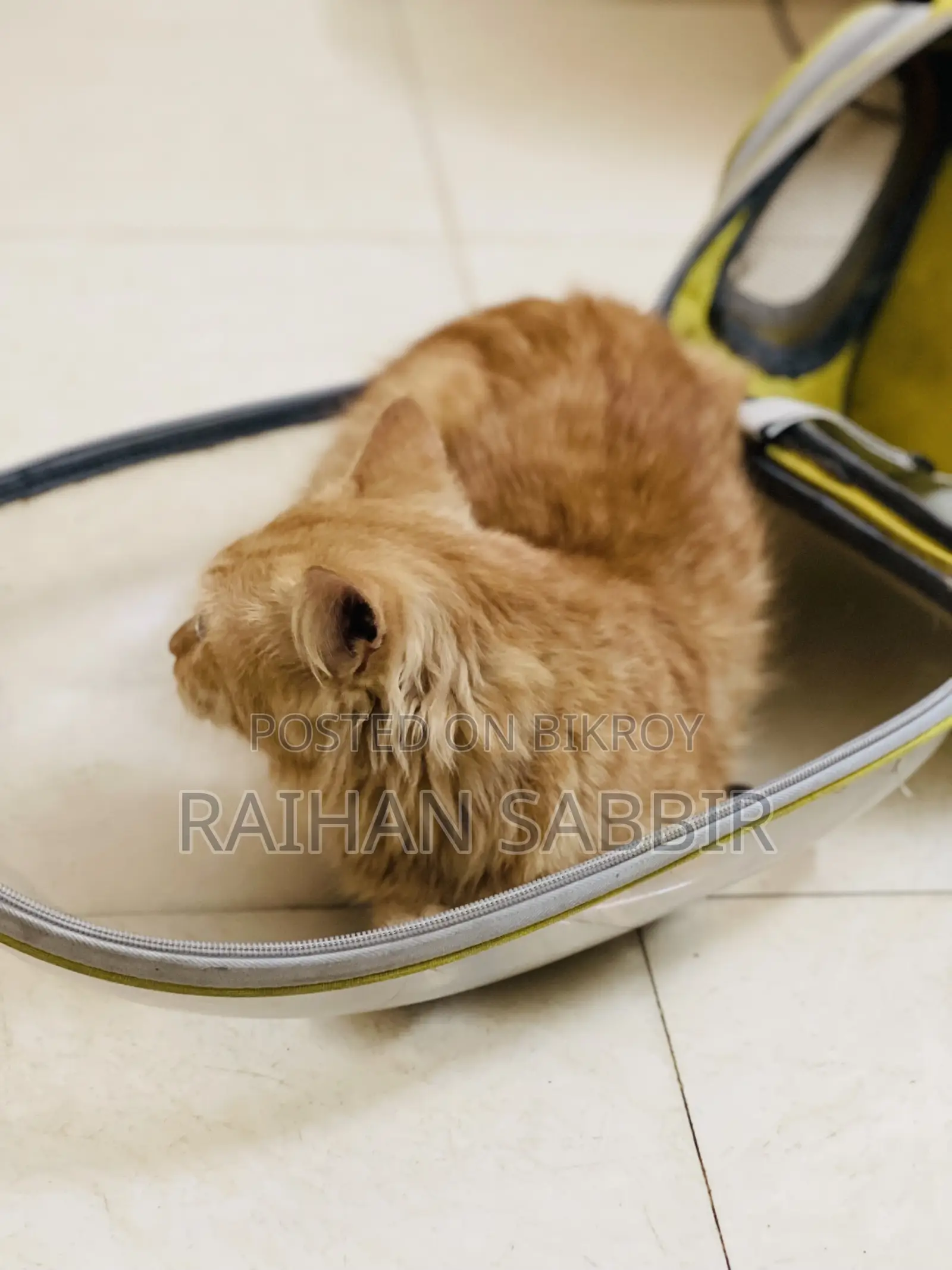 3-6 Months Male Purebred Persian