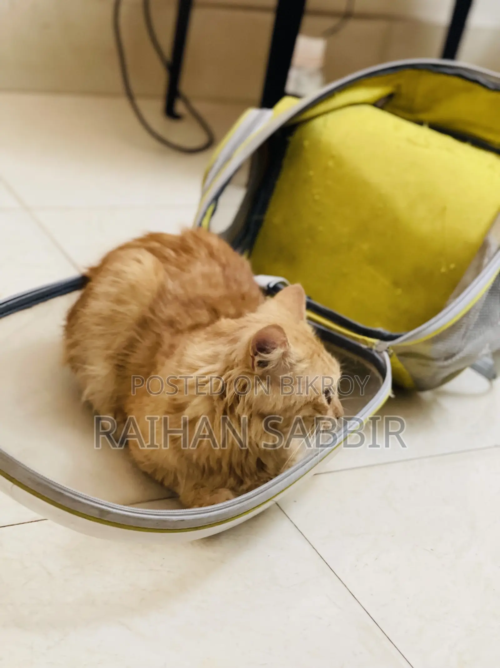 3-6 Months Male Purebred Persian