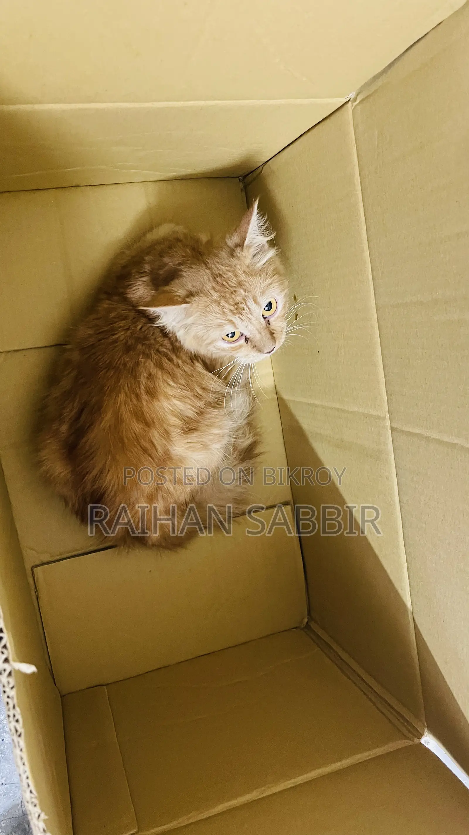 3-6 Months Male Purebred Persian