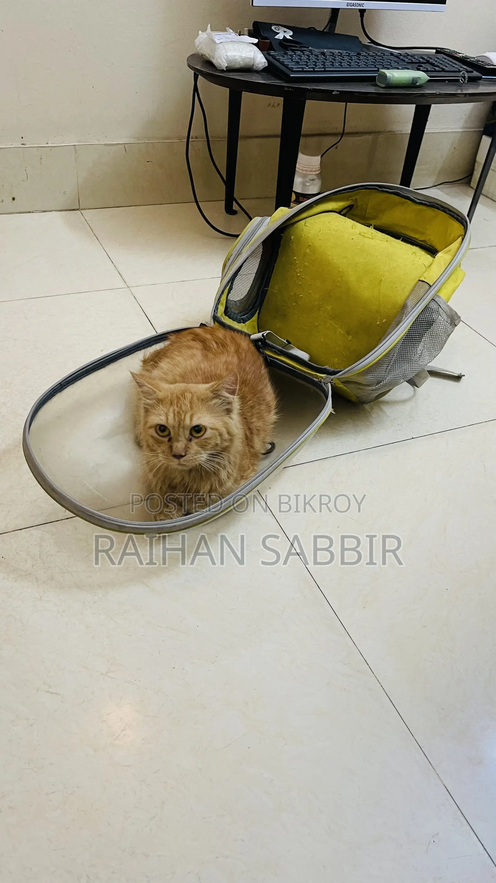 3-6 Months Male Purebred Persian