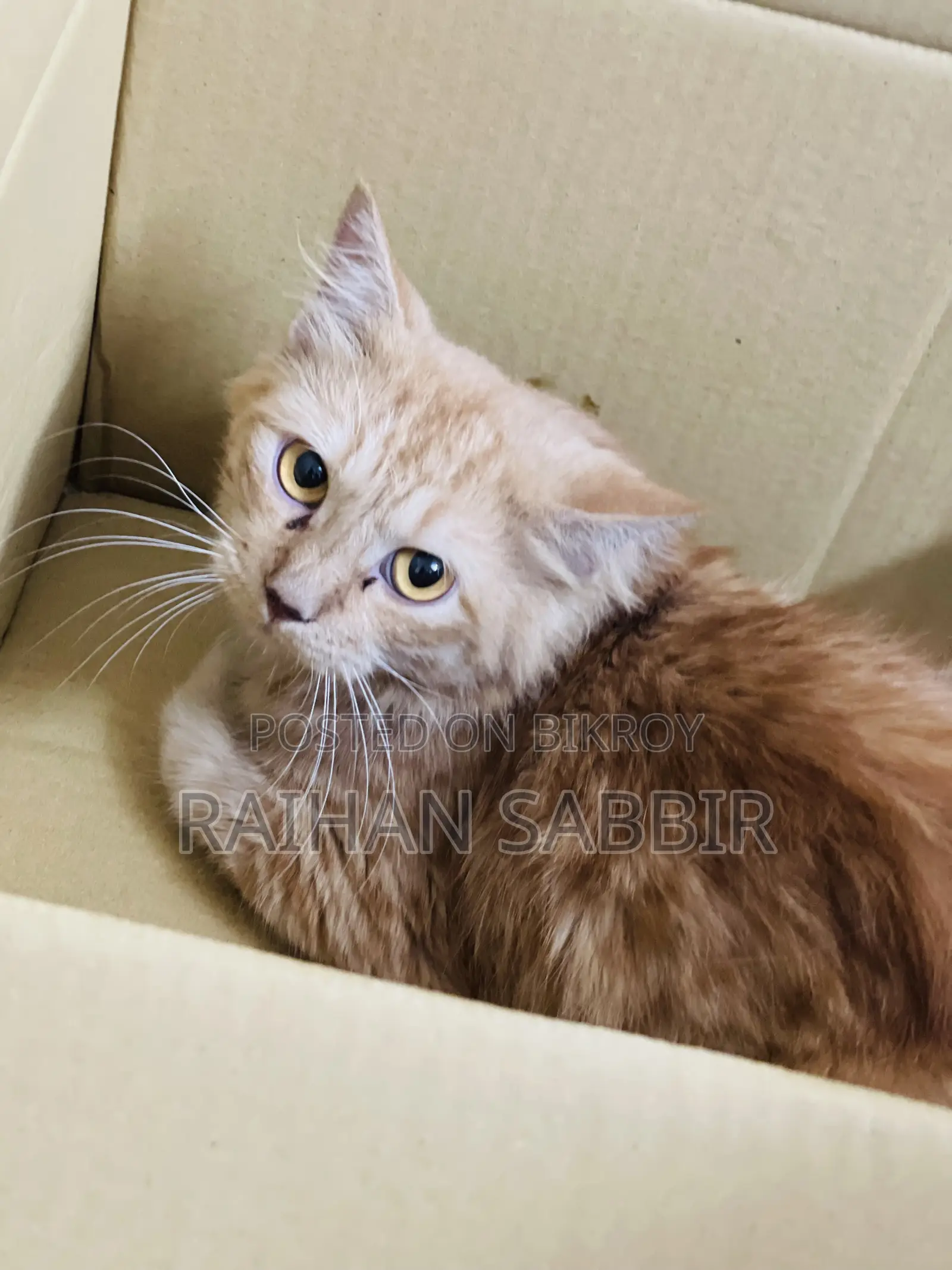 3-6 Months Male Purebred Persian