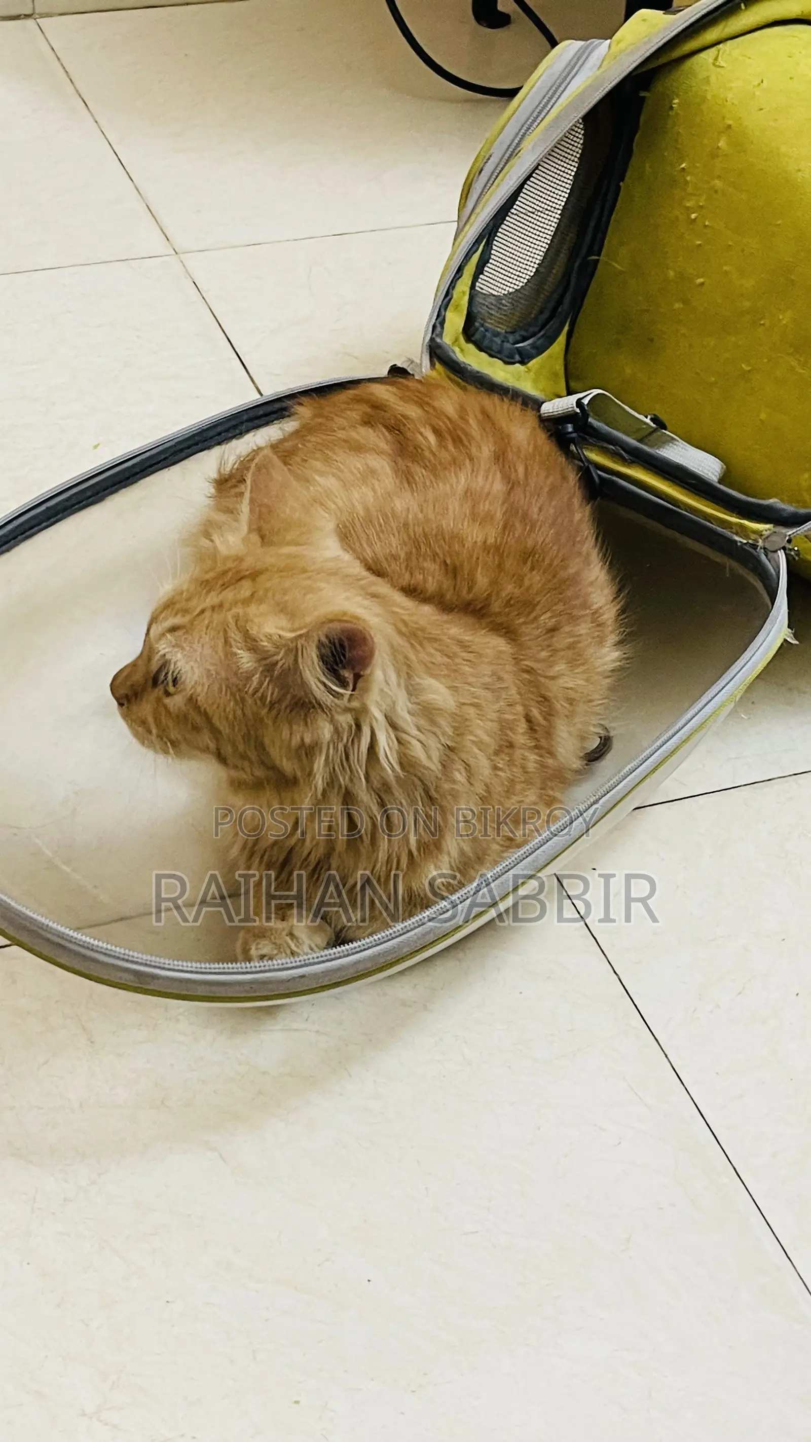 3-6 Months Male Purebred Persian