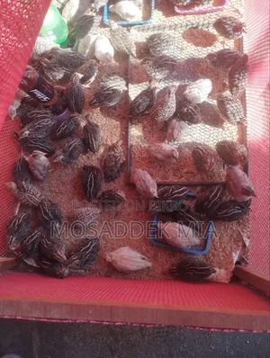 Quail bird sell