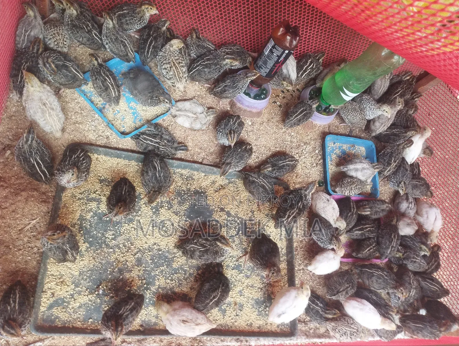 Quail bird sell