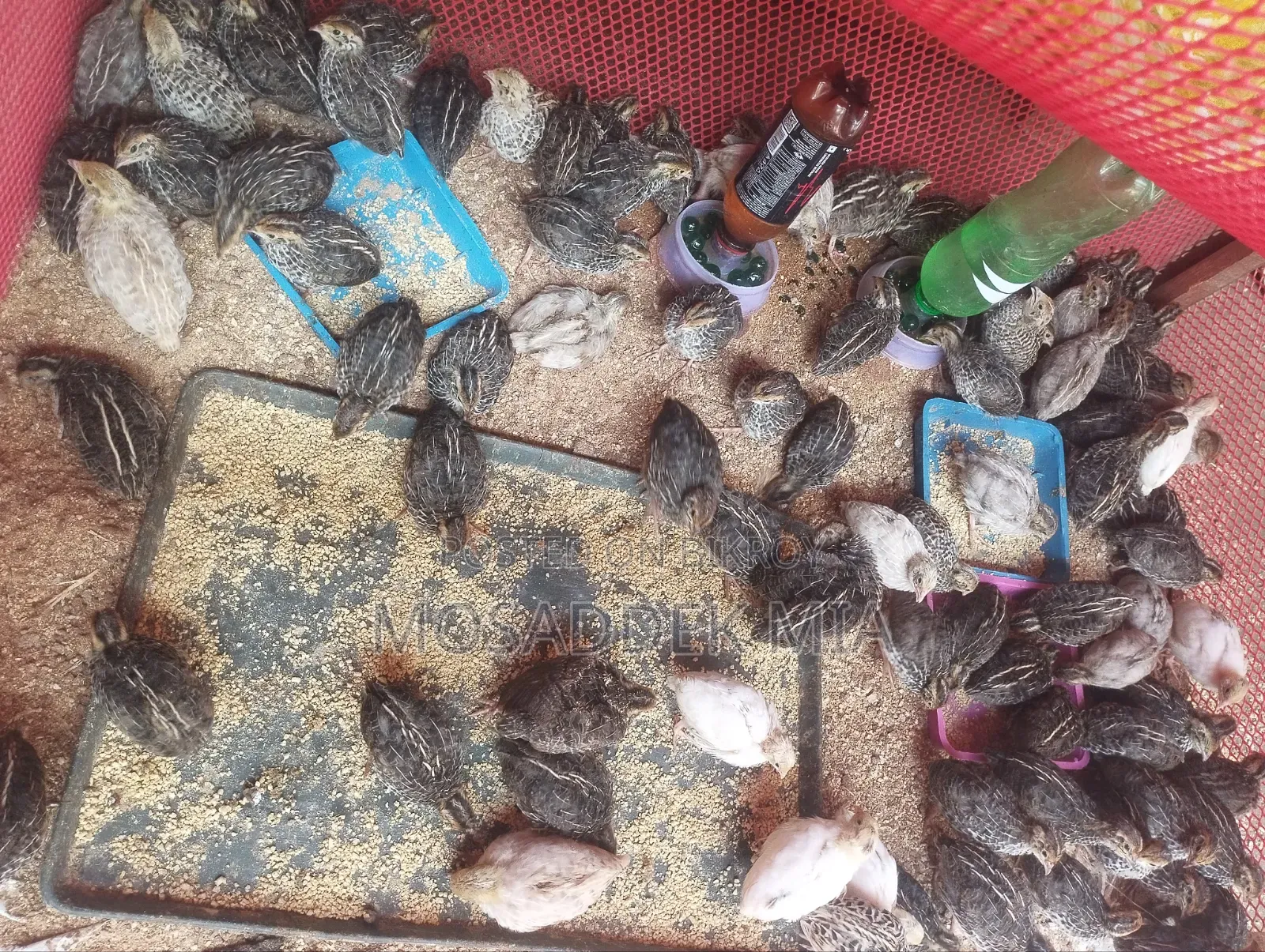 Quail bird sell