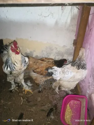 রানিং ব্রাহামা