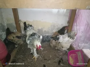 রানিং ব্রাহামা