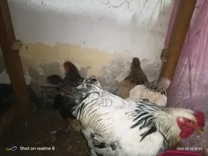 রানিং ব্রাহামা