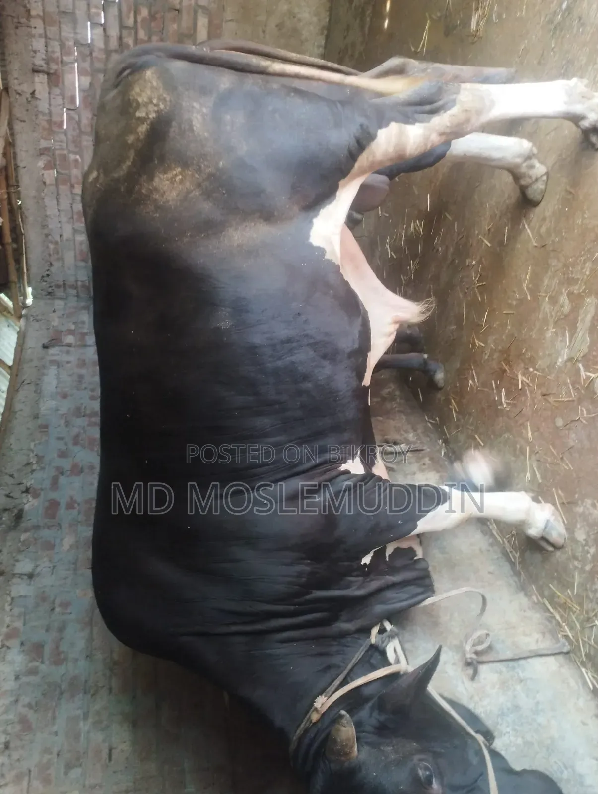 Holstein Friesian Cow